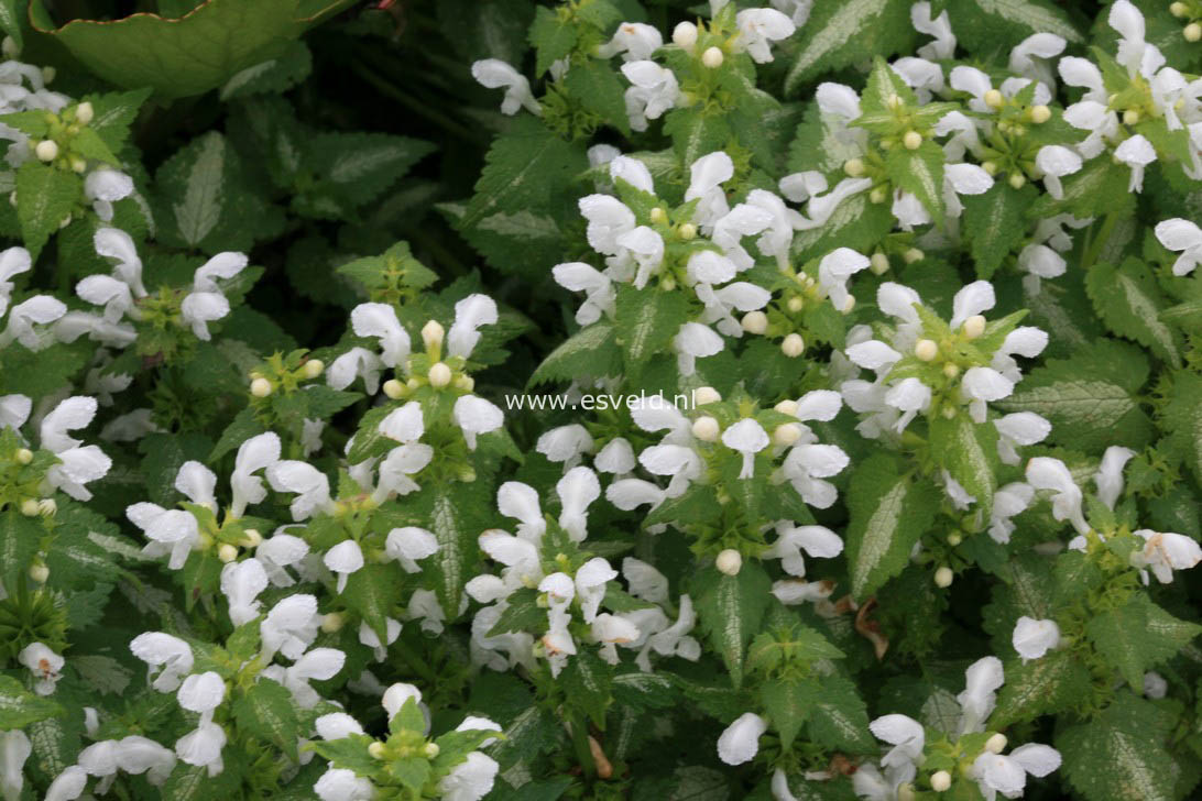 Lamium maculatum 'White Nancy'