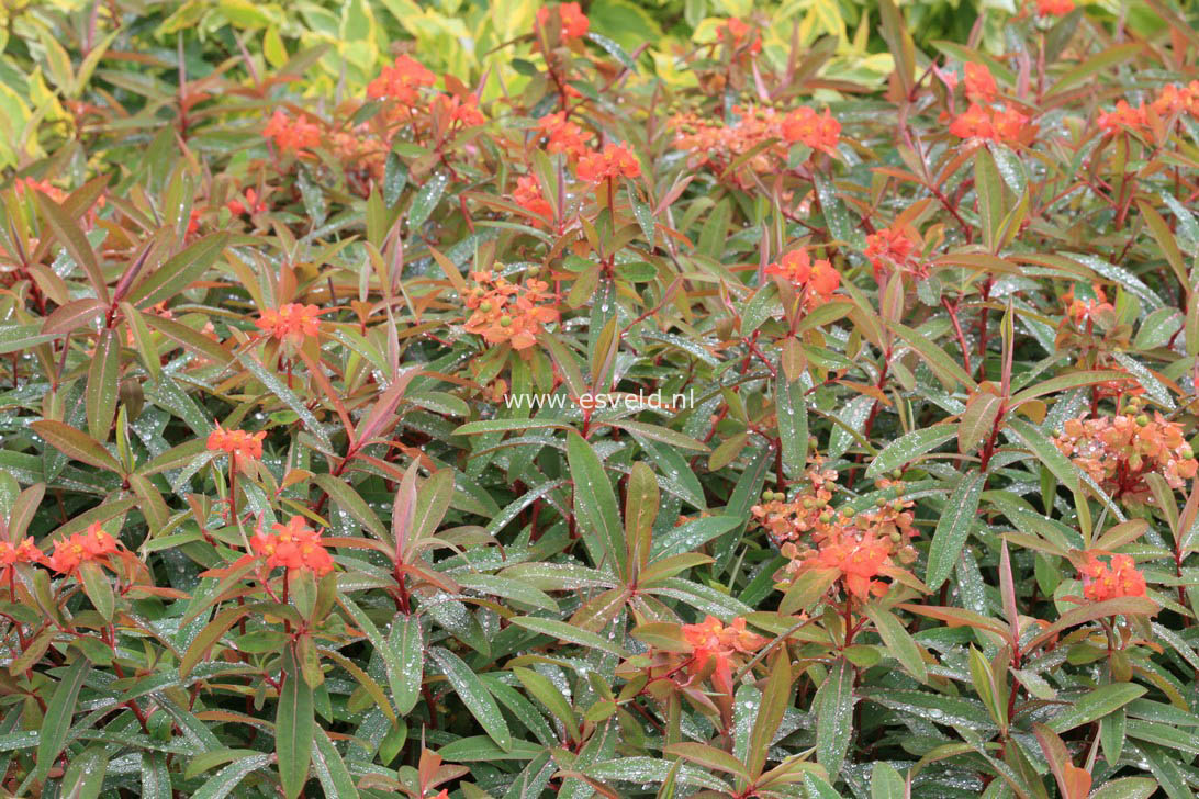 Euphorbia griffithii 'Fireglow'