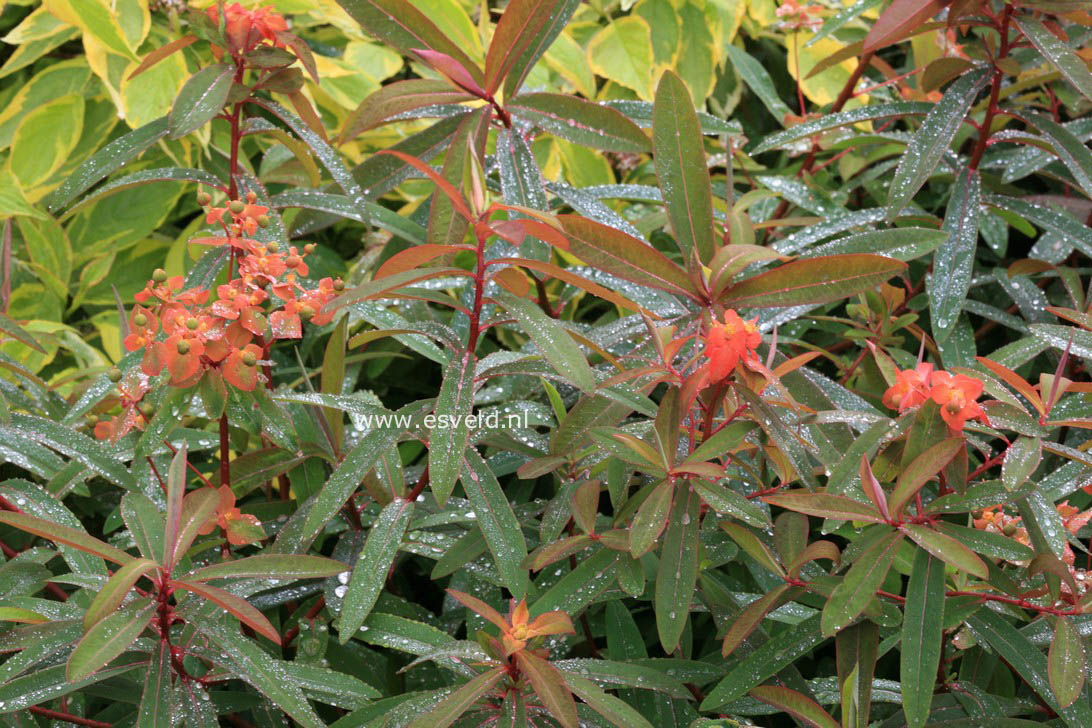 Euphorbia griffithii 'Fireglow'