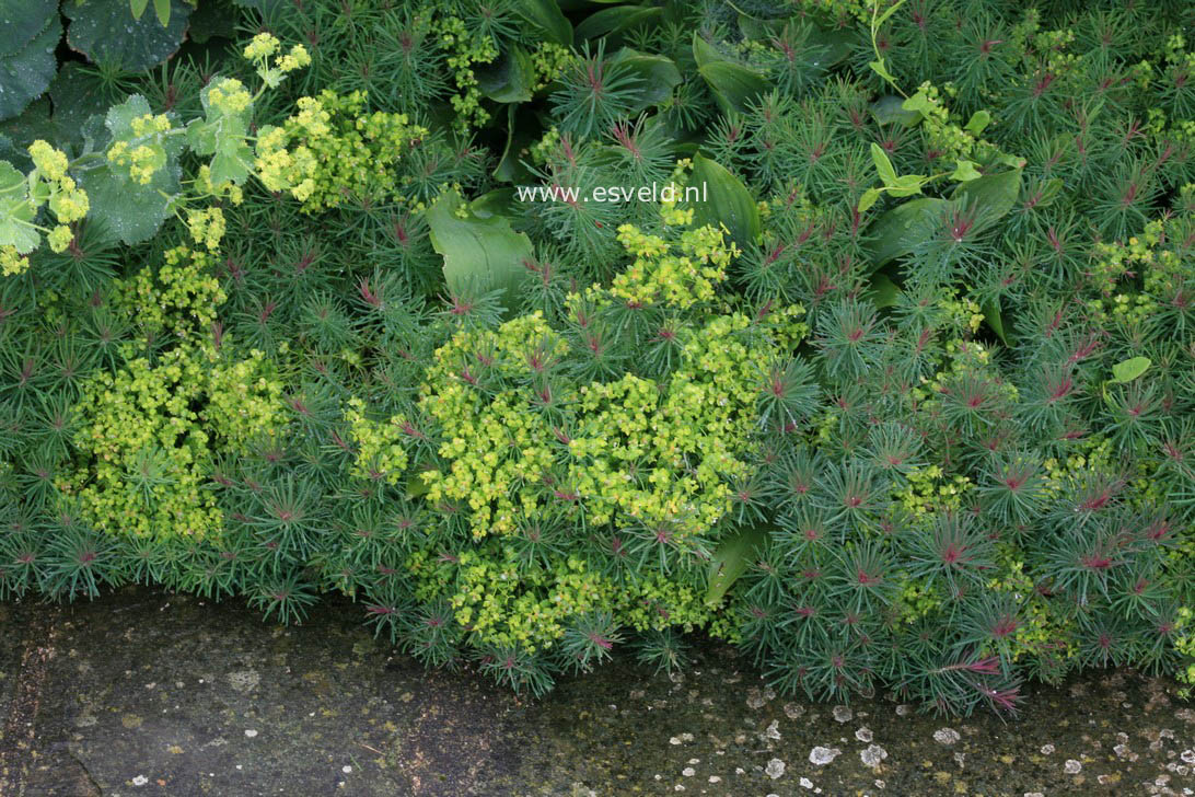 Euphorbia cyparissias 'Clarice Howard'