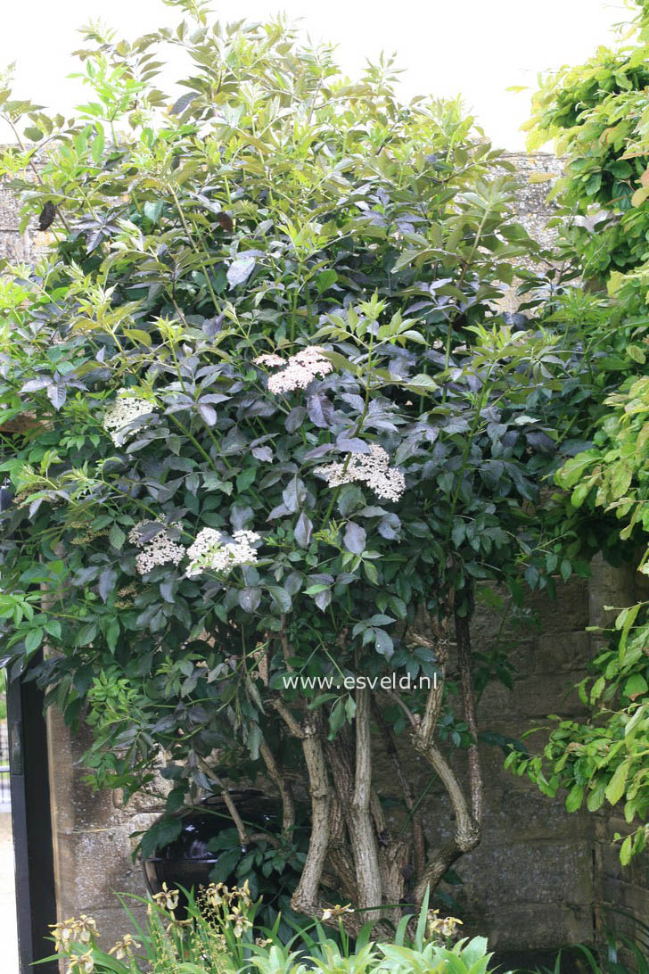 Sambucus nigra 'Guincho Purple'