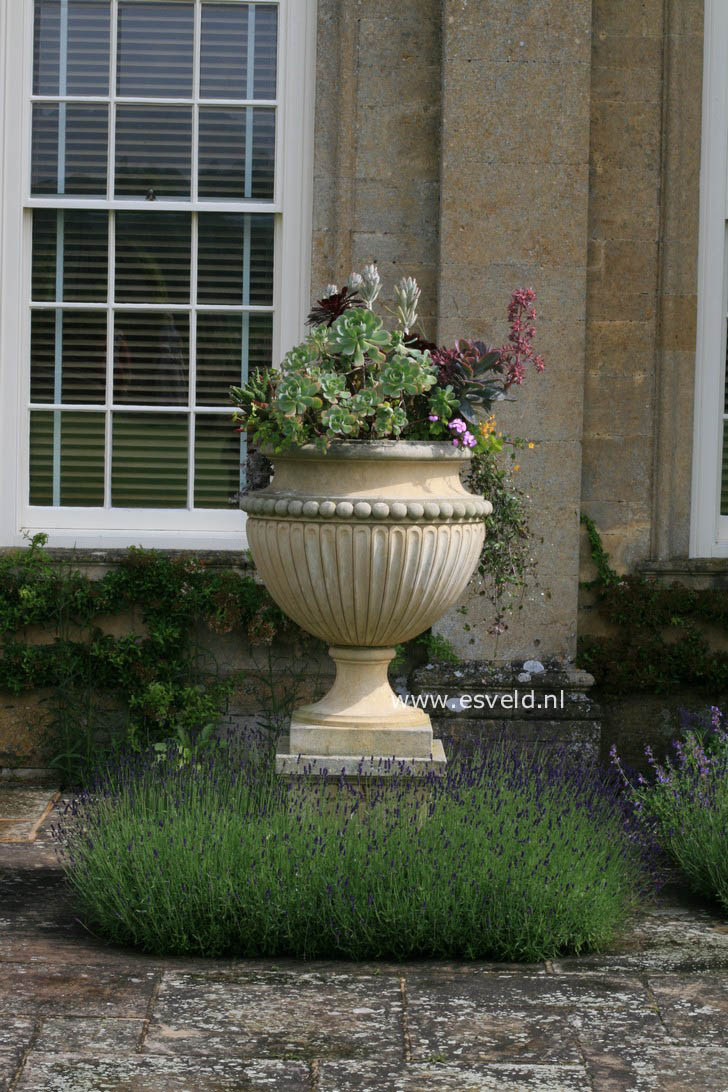 Lavandula angustifolia 'Hidcote'