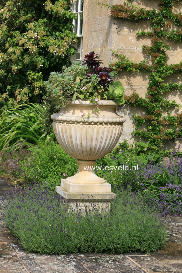 Lavandula angustifolia 'Hidcote'