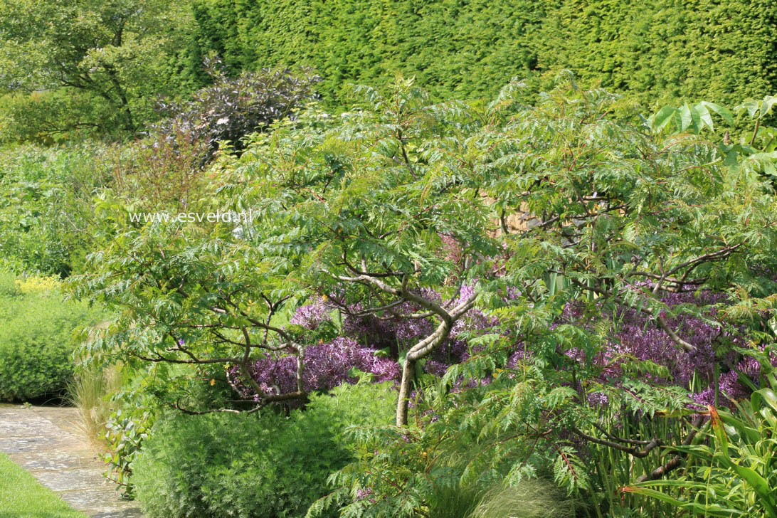 Rhus typhina 'Dissecta'