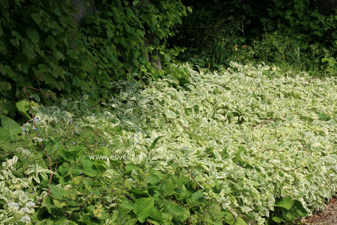 Aegopodium podagraria 'Variegatum'