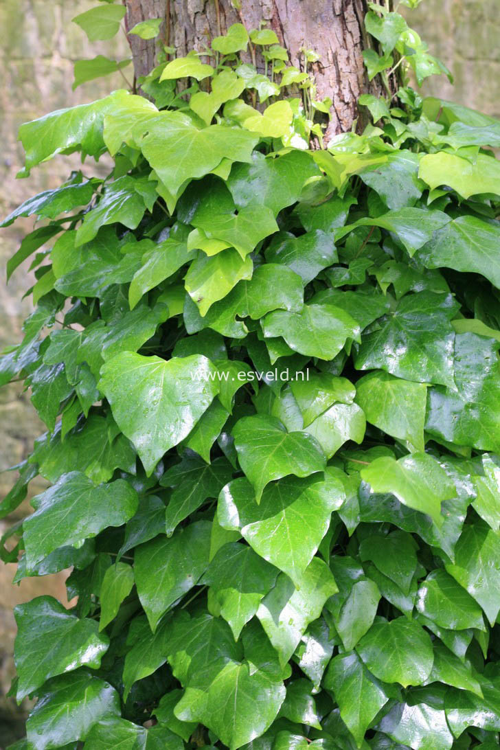 Hedera colchica