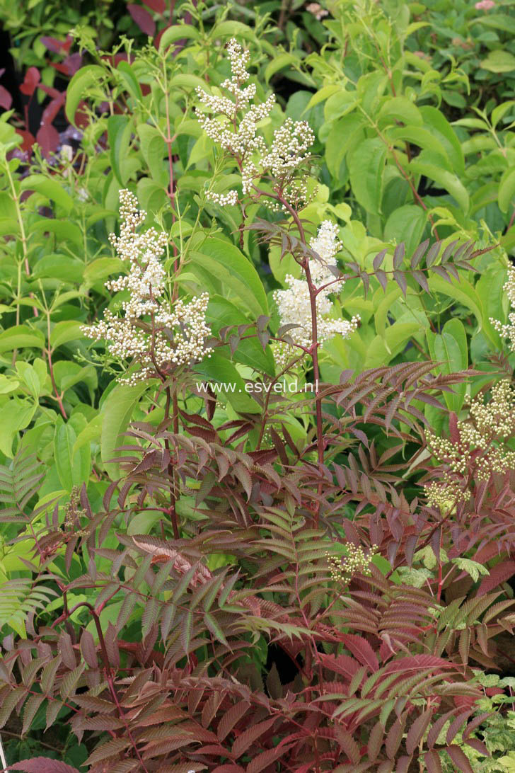 Saxifraga urbium