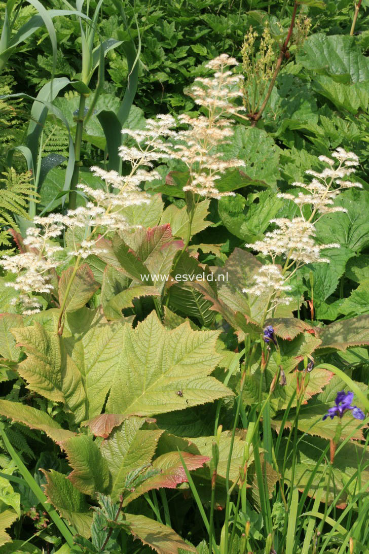 Rodgersia podophylla