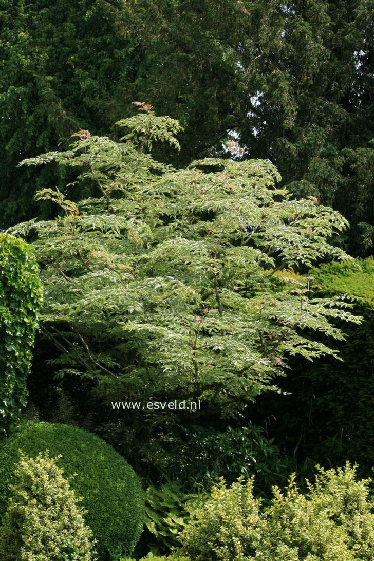 Aralia elata 'Silver Umbrella'