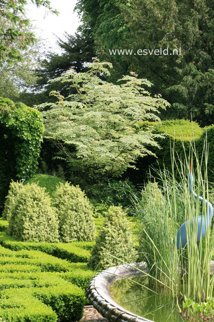 Aralia elata 'Silver Umbrella'