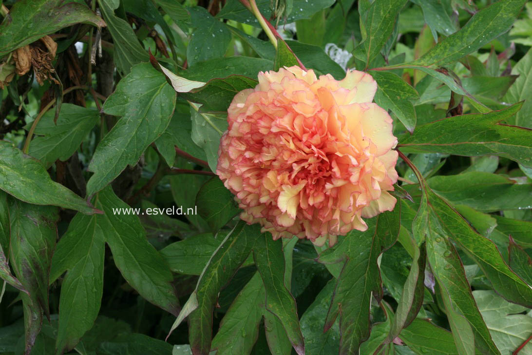 Paeonia suffruticosa 'Kinkaku'
