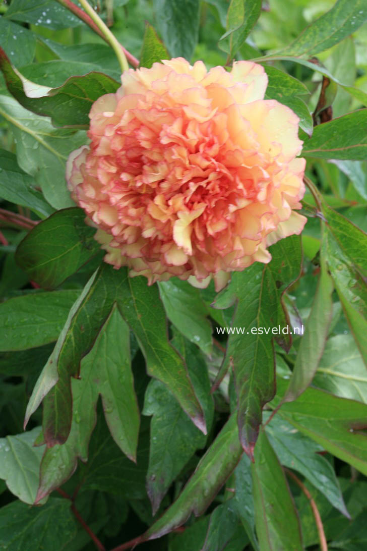 Paeonia suffruticosa 'Kinkaku'