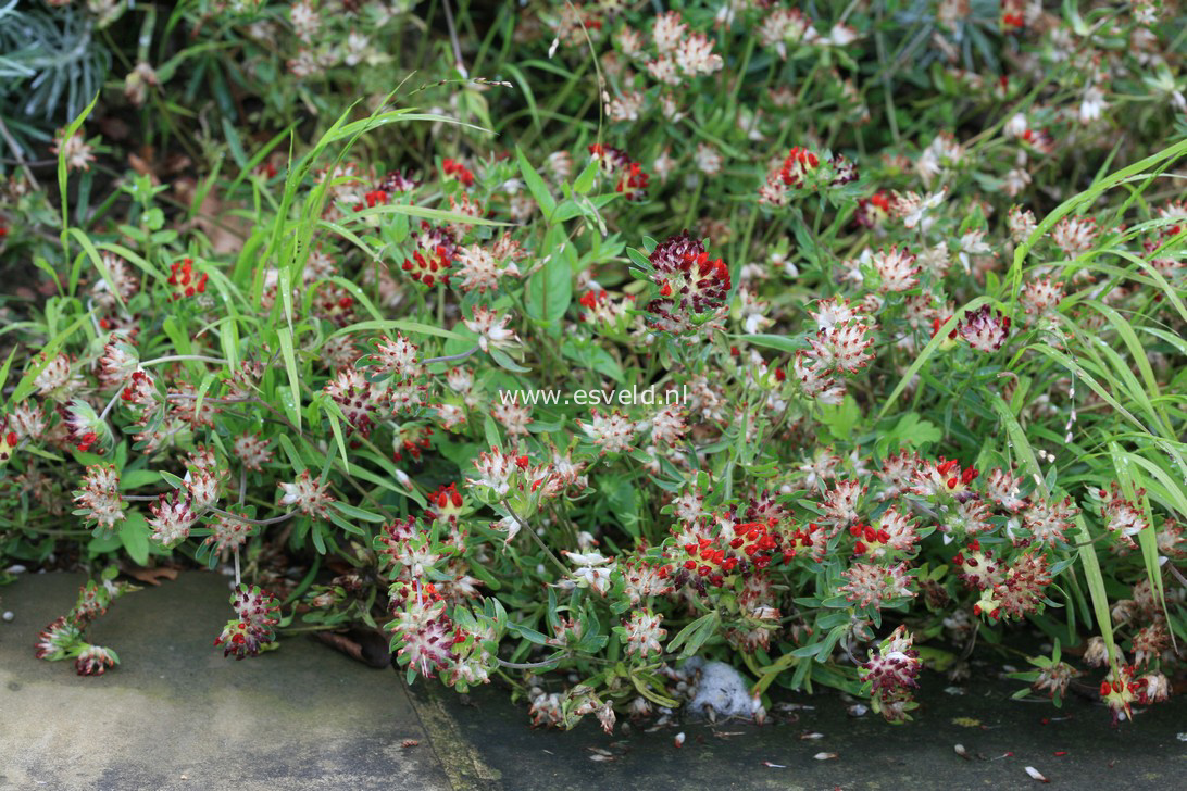 Anthyllis vulneraria coccinea