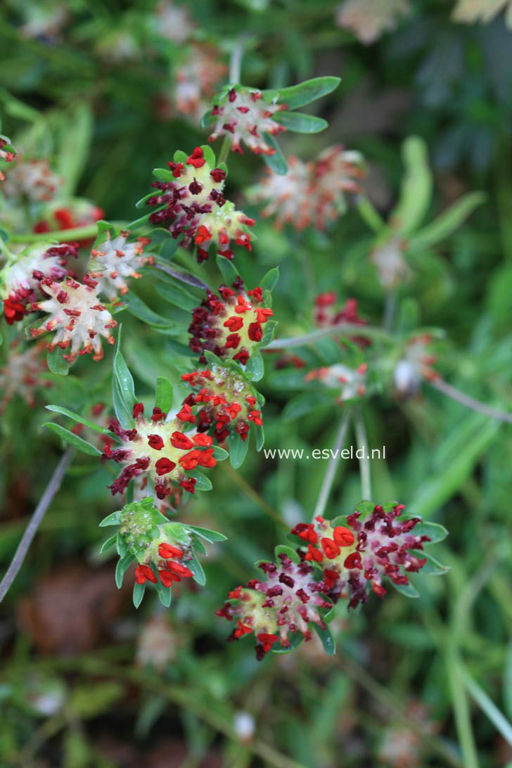 Anthyllis vulneraria coccinea