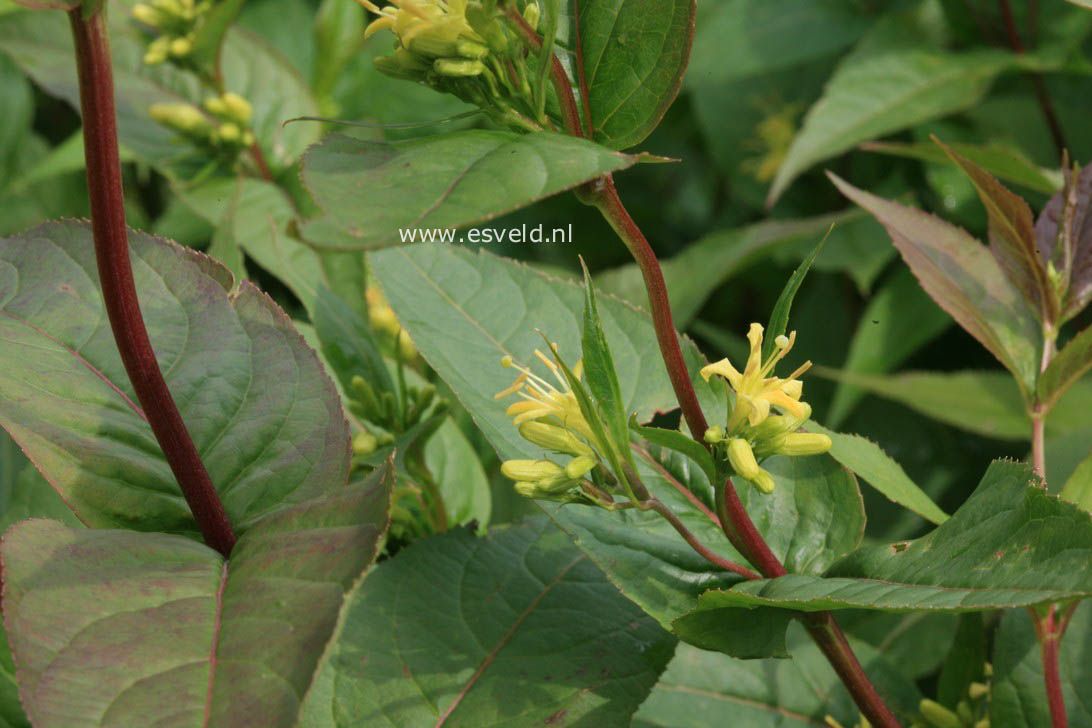 Diervilla sessilifolia