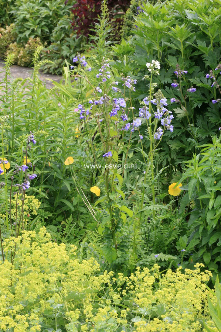 Polemonium caeruleum