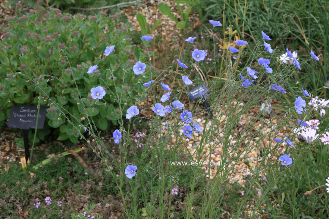 Linum perenne