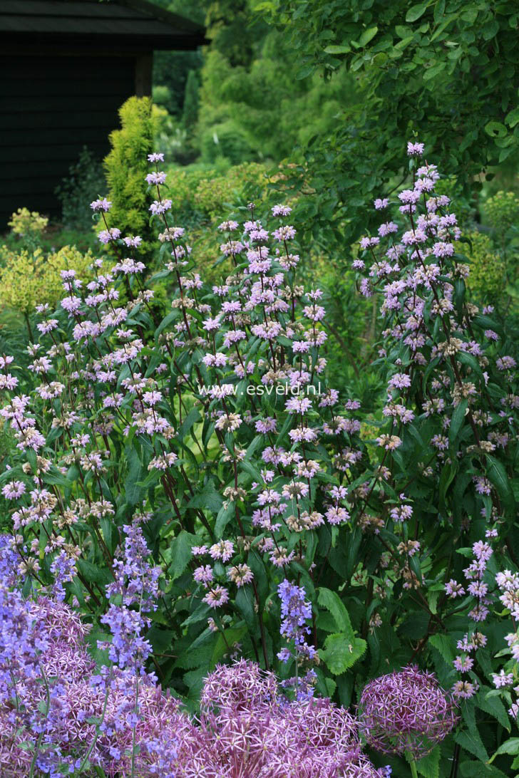 Phlomis tuberosa 'Amazone'