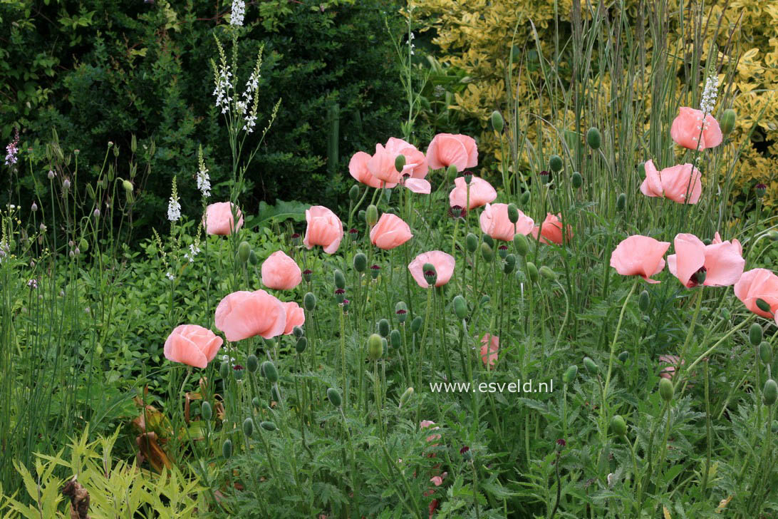 Papaver orientale 'Helen Elizabeth'