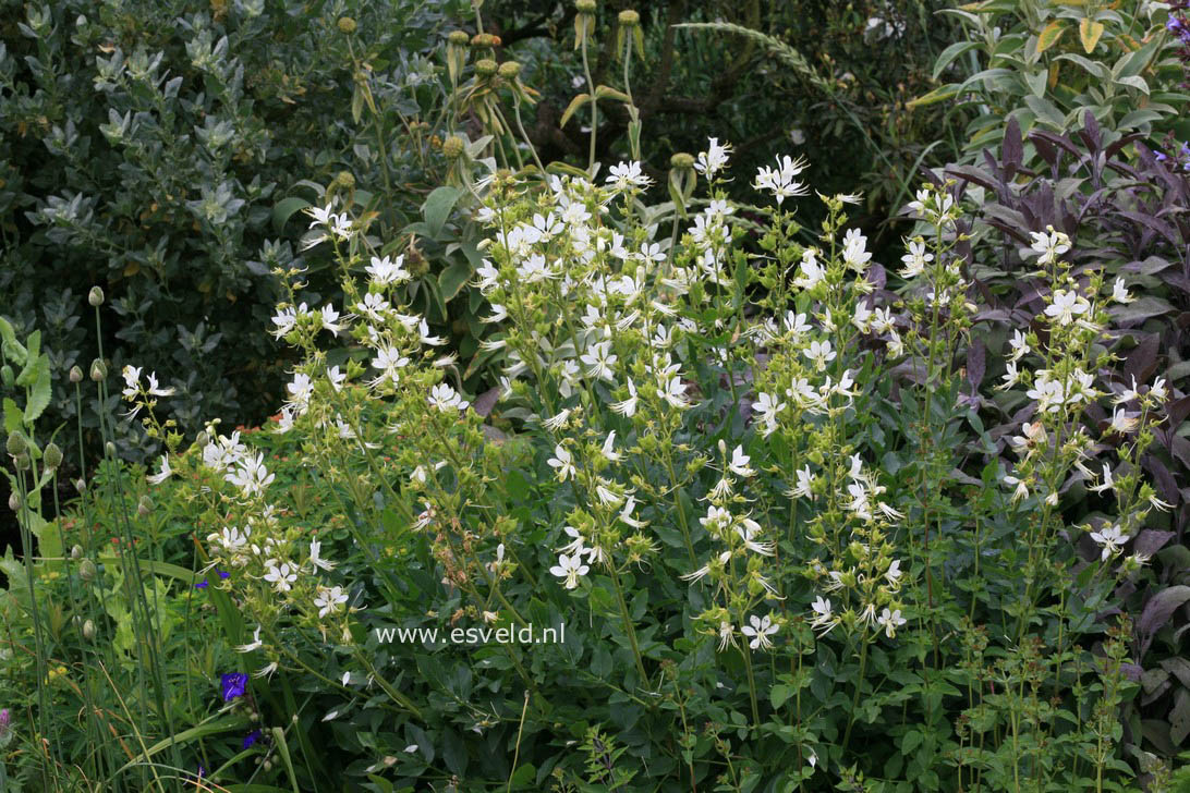 Dictamnus albus 'Albiflorus'