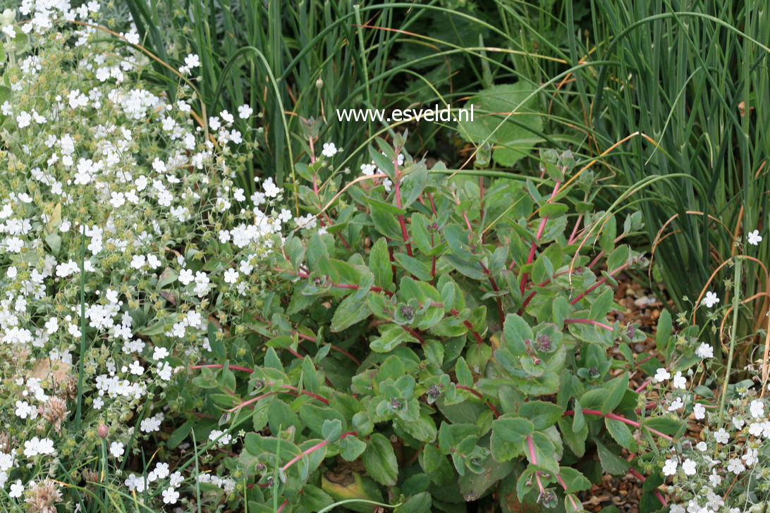 Sedum 'Red Cauli'