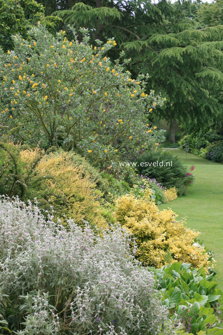 Argyrocytisus battandieri