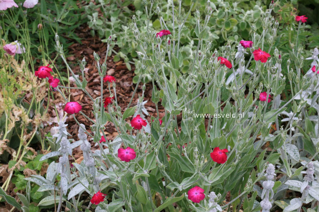 Lychnis coronaria