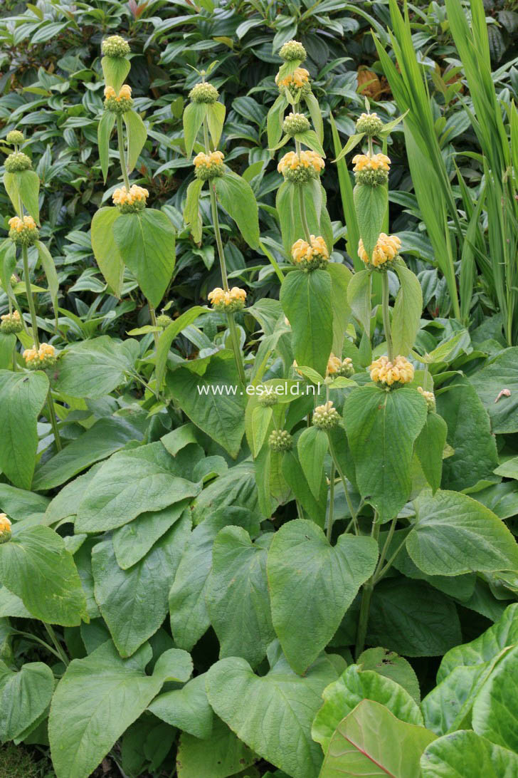 Phlomis russeliana