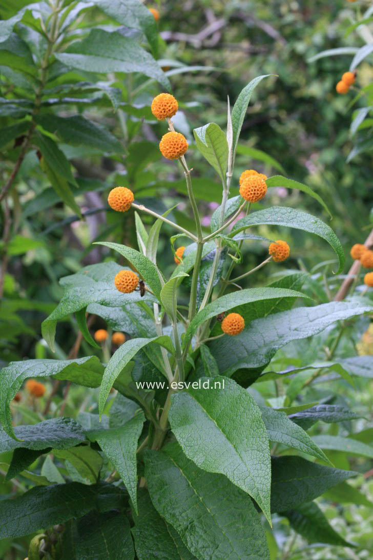 Buddleja globosa