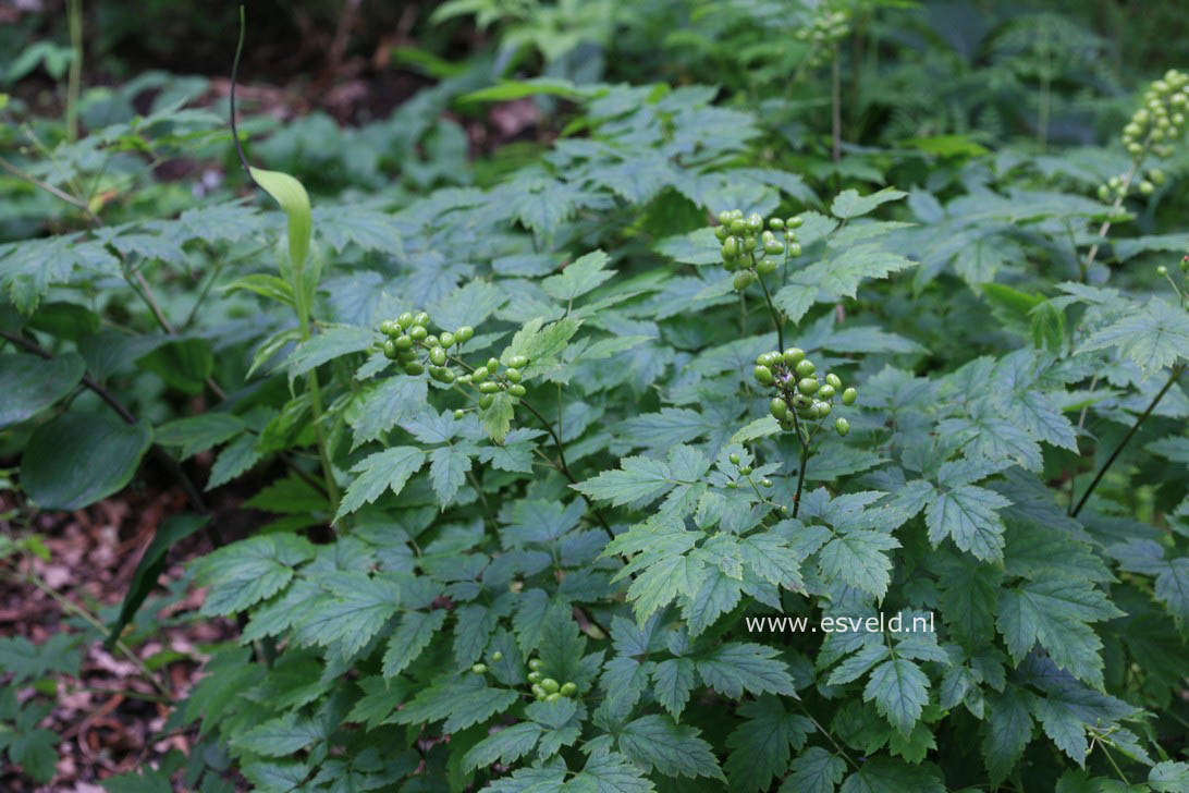 Actaea rubra