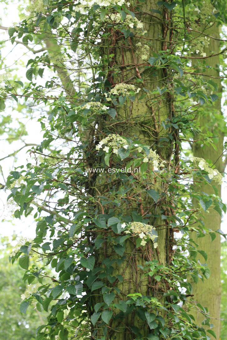 Hydrangea anomala petiolaris