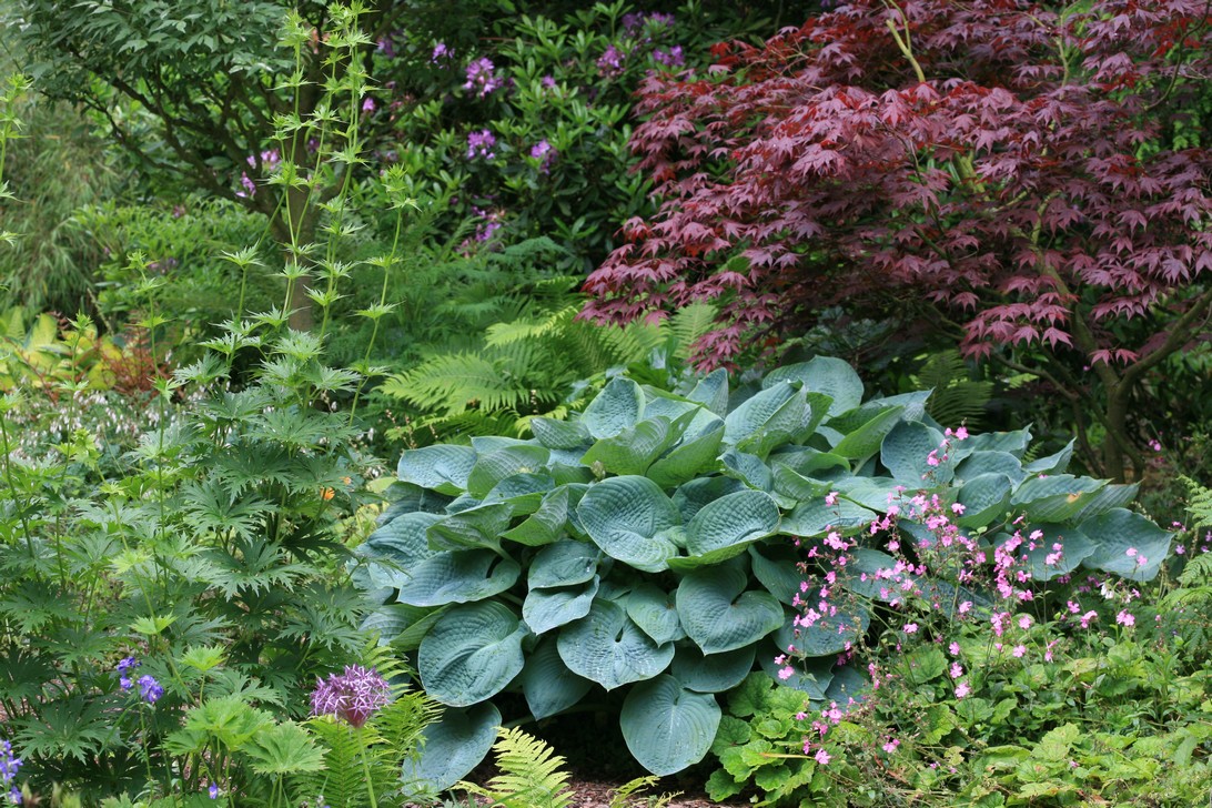 Hosta sieboldiana 'Elegans'