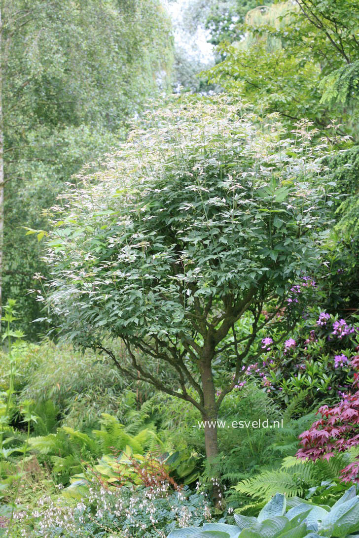 Acer negundo 'Flamingo'