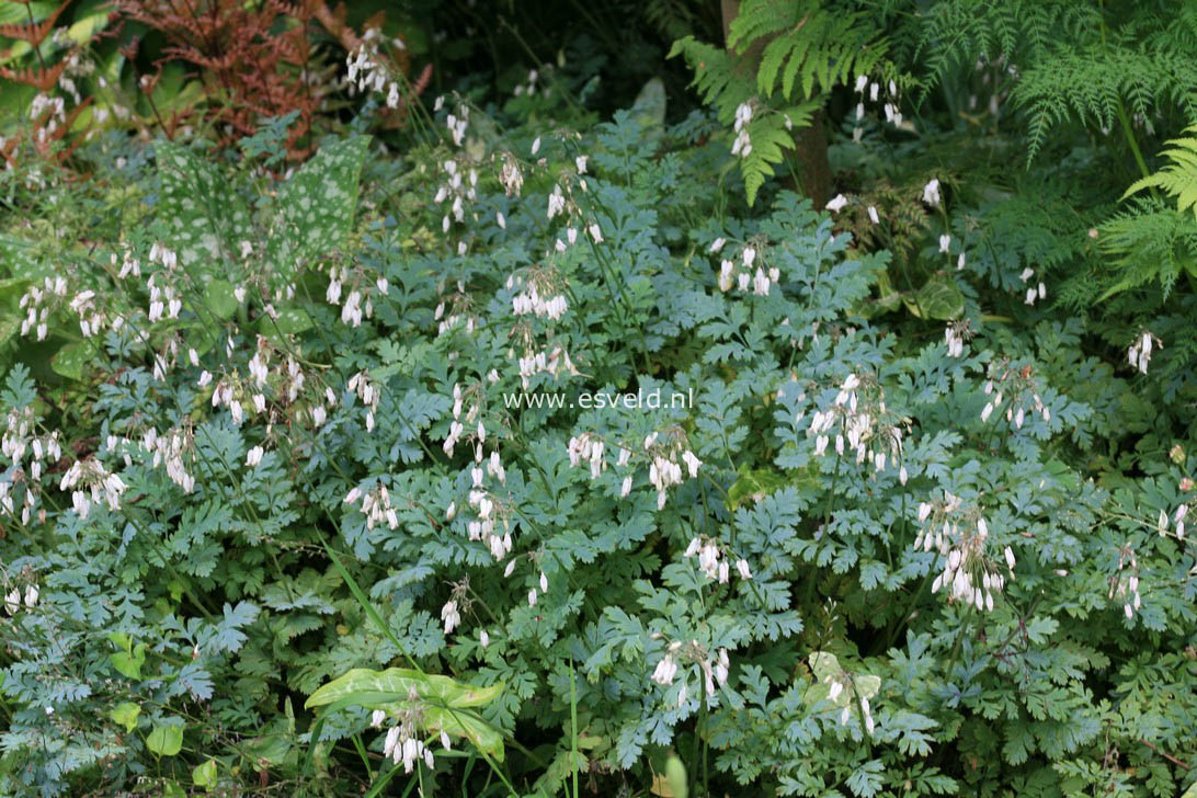 Dicentra eximia 'Alba'