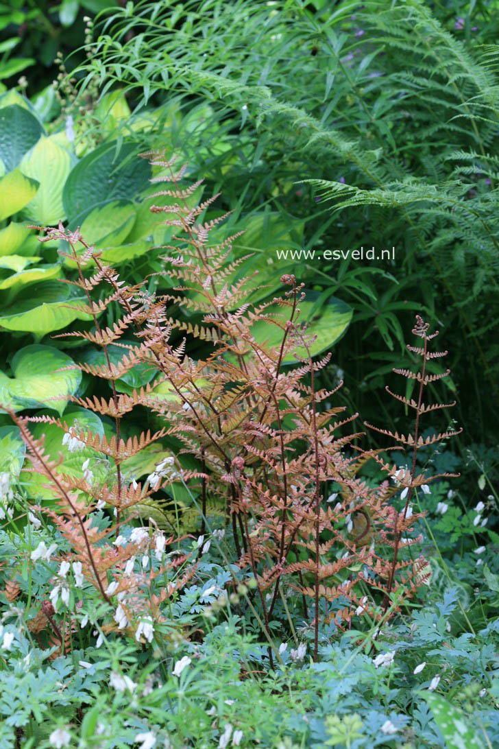 Dryopteris erythrosora