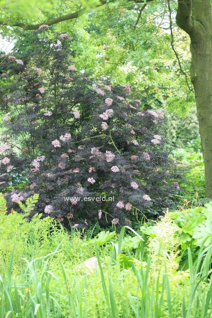 Sambucus nigra 'Gerda' (BLACK BEAUTY)