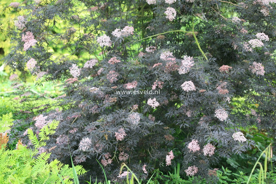 Sambucus nigra 'Gerda' (BLACK BEAUTY)