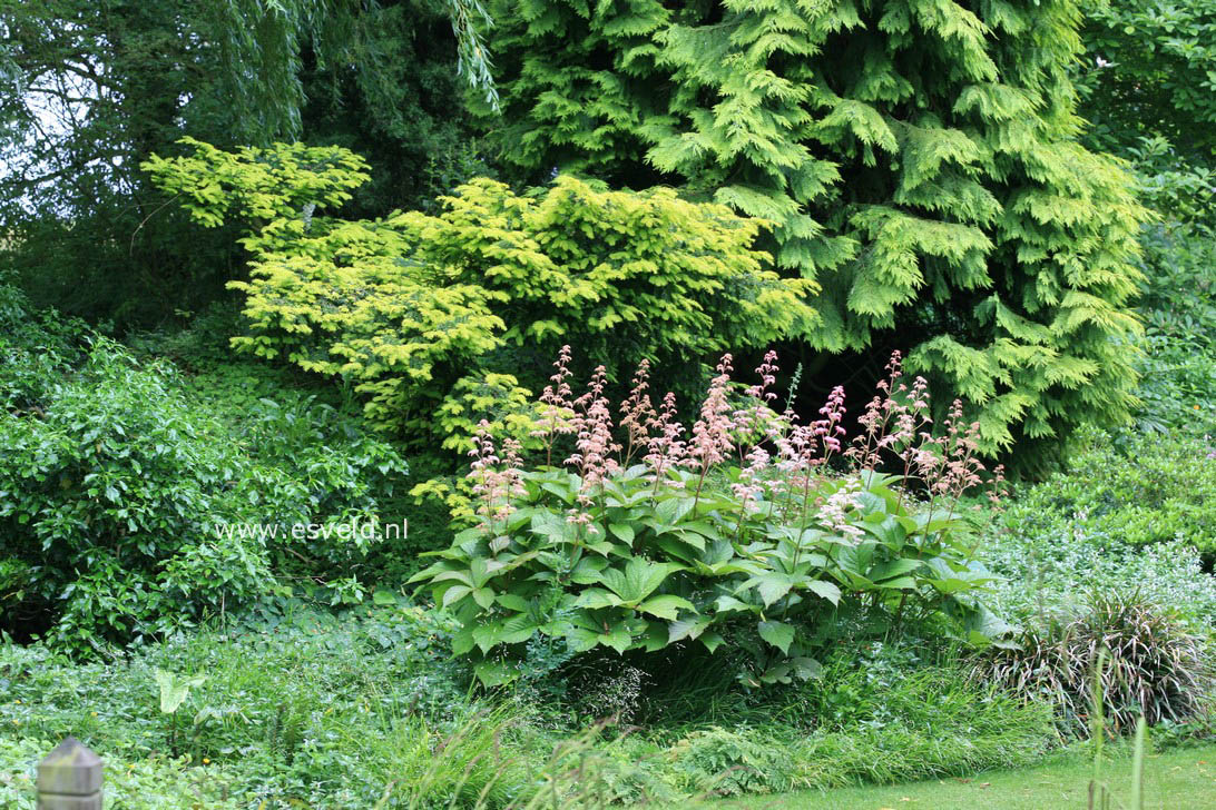 Rodgersia pinnata