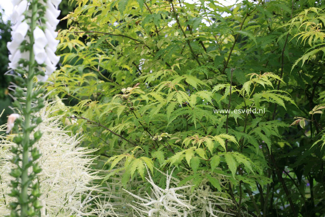 Sambucus racemosa 'Plumosa Aurea'