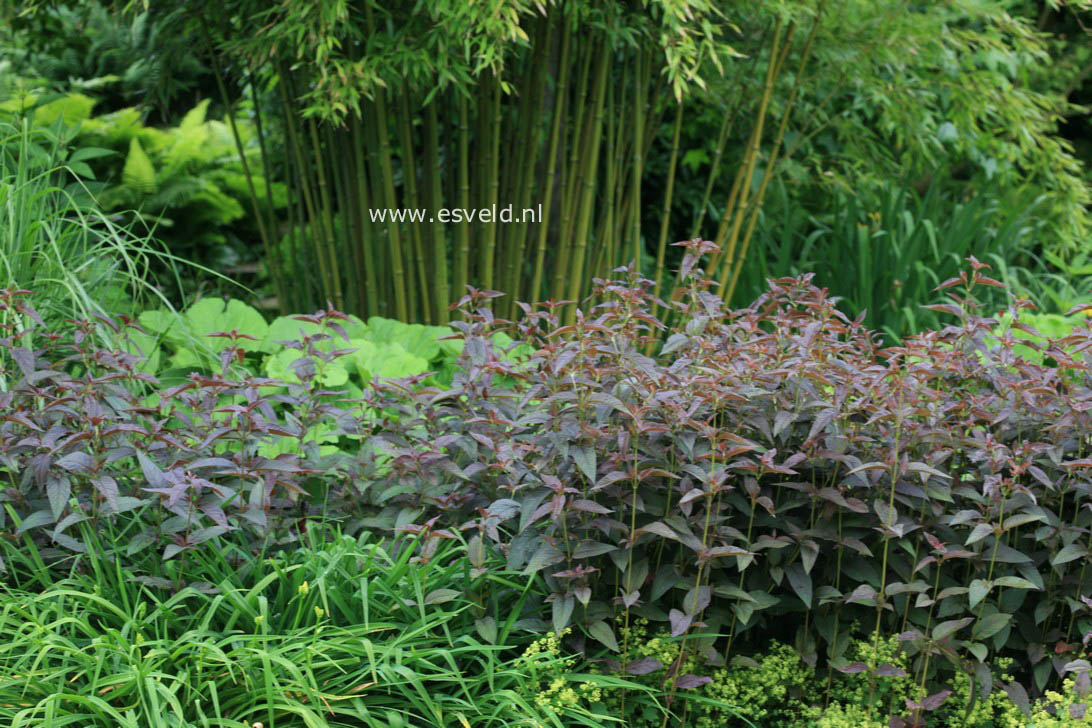 Lysimachia ciliata 'Firecracker'