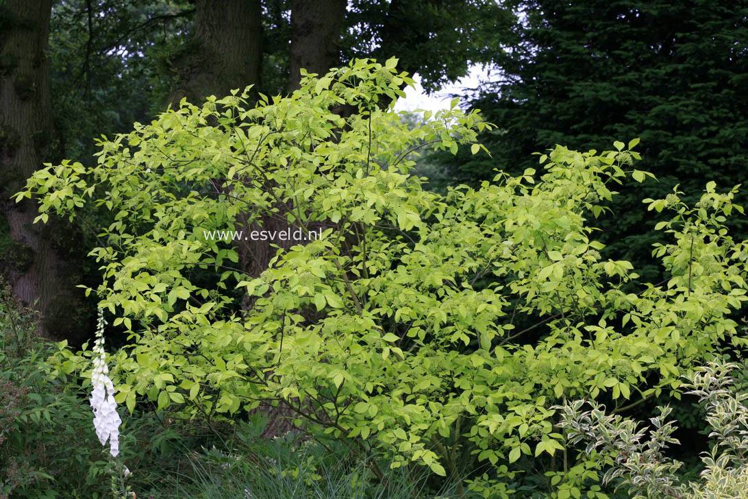 Ptelea trifoliata 'Aurea'