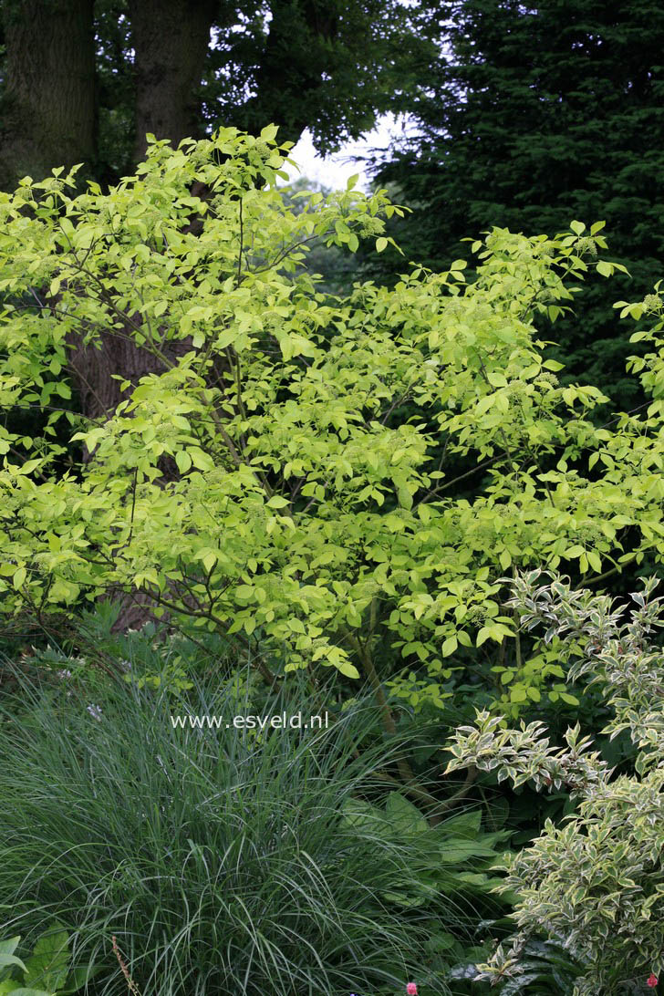 Ptelea trifoliata 'Aurea'