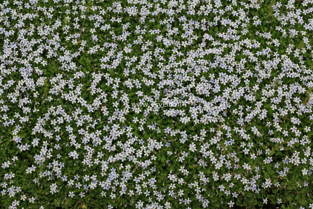 Isotoma fluviatilis