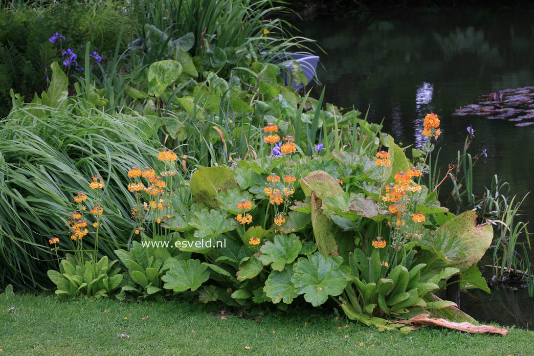 Primula bulleyana