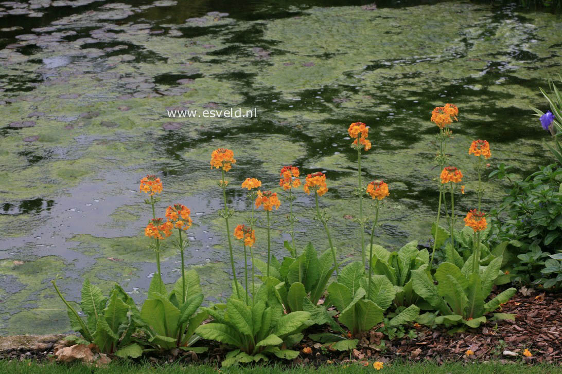 Primula bulleyana