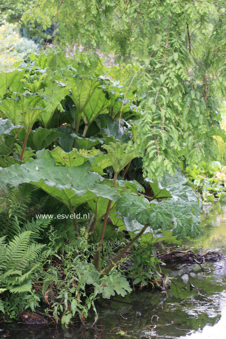 Gunnera manicata