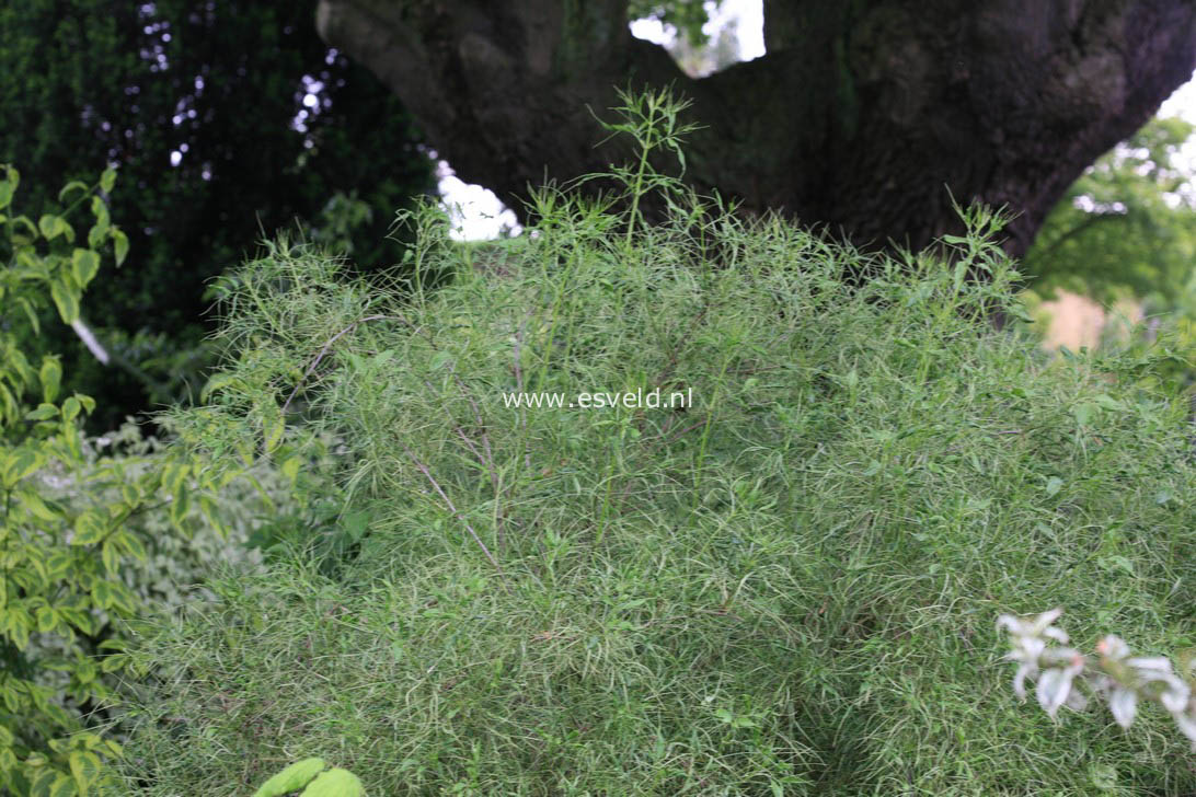 Sambucus nigra 'Linearis'