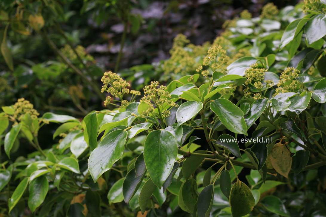 Trochodendron aralioides