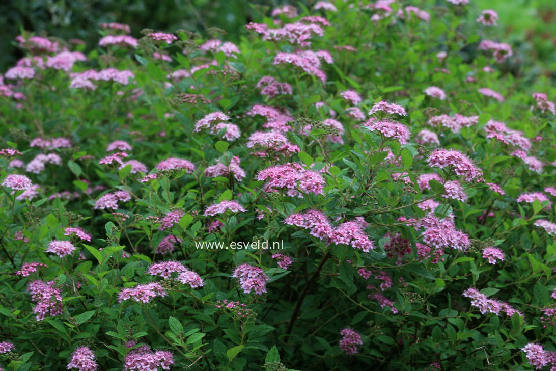 Spiraea japonica 'Little Princess'