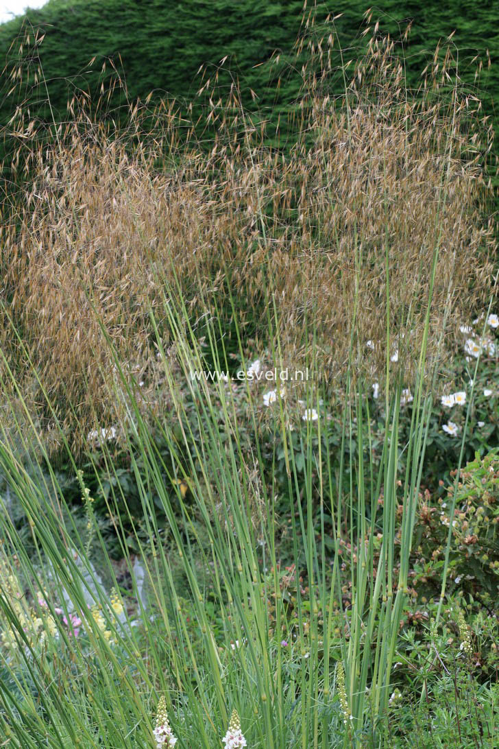 Stipa gigantea